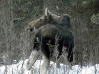 Moose visit